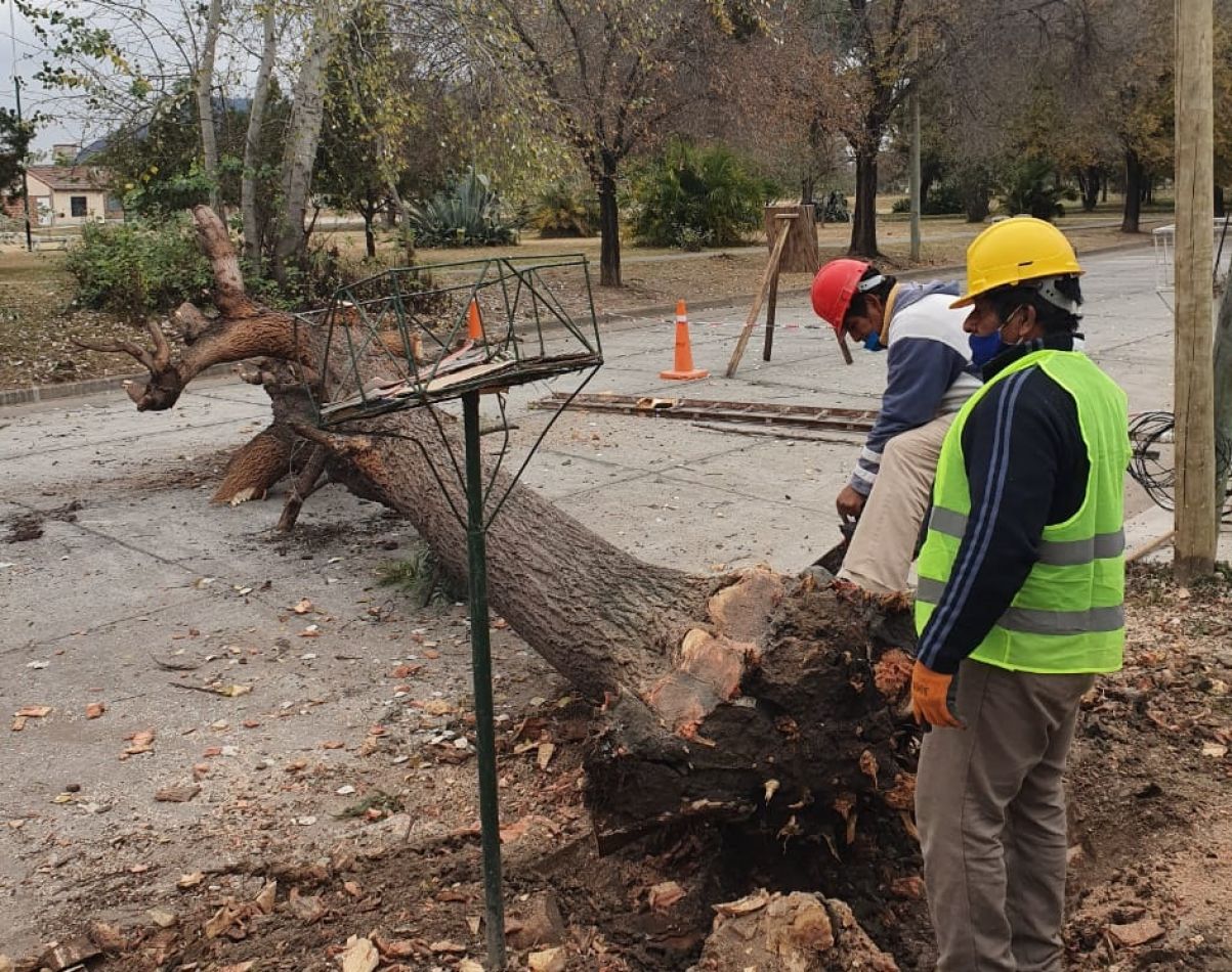 Comenzó la extracción de árboles que representan riesgos en la vía pública  - Salta - FeedBack Salta, Argentina